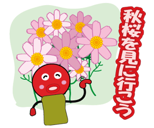 コスモスを見に行こう