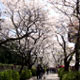 花見(桜)