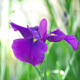 花見(花菖蒲)