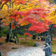 紅葉