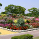 駕与丁公園バラ園