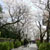 秋月城址周辺・桜