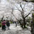 秋月城址周辺・桜
