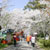 秋月城址周辺・桜