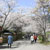 秋月城址周辺・桜