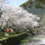 秋月城址周辺・桜