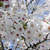 秋月城址周辺・桜