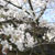 秋月城址周辺・桜