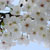 秋月城址周辺・桜