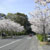 甘木公園（丸山公園）・桜