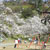 甘木公園（丸山公園）・桜