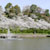 甘木公園（丸山公園）・桜