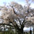 久留米 浅井の一本桜