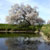 久留米 浅井の一本桜