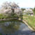 久留米 浅井の一本桜