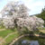 久留米 浅井の一本桜