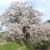 久留米 浅井の一本桜