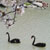 飯塚市 勝盛公園 黒鳥と桜