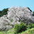 嬉野市 納戸料の百年桜