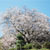 嬉野市 納戸料の百年桜