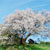 嬉野市 納戸料の百年桜
