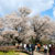 一心行の大桜