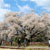 一心行の大桜