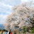 一心行の大桜