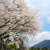一心行の大桜