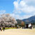 一心行の大桜