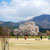 一心行の大桜