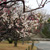 舞鶴公園