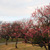 舞鶴公園