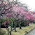 舞鶴公園