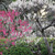 舞鶴公園