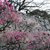 舞鶴公園