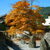 光明禅寺・紅葉