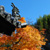 光明禅寺・紅葉