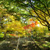 竈門神社・紅葉