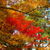 竈門神社・紅葉
