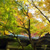 竈門神社・紅葉