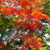 竈門神社・紅葉
