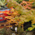 竈門神社・紅葉