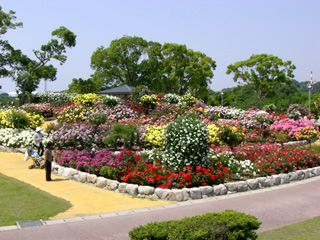  駕与丁公園：バラ園