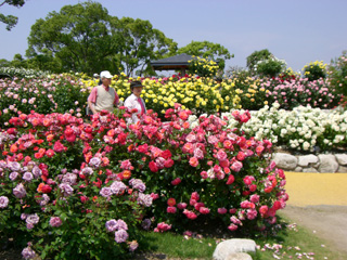 駕与丁公園 バラ園
