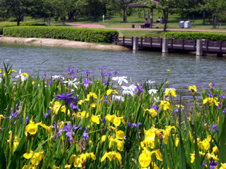 駕与丁公園