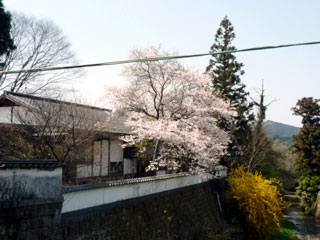 秋月 / 杉の馬場