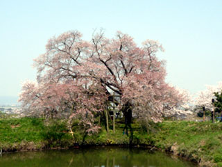 浅井の一本桜