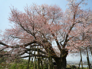 浅井の一本桜