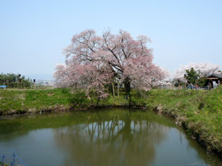 浅井の一本桜